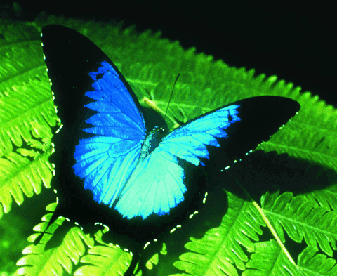 Australian Butterfly Sanctuary - Tourism Caloundra 0