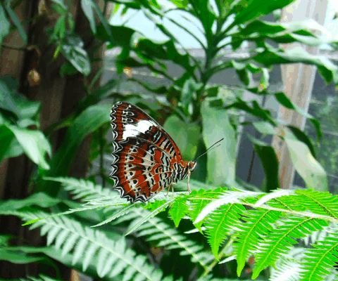 Australian Butterfly Sanctuary - Tourism Caloundra 1