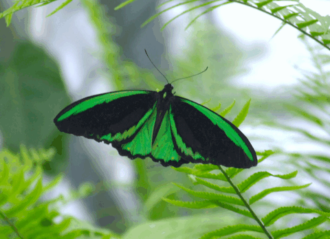 Australian Butterfly Sanctuary - Tourism Caloundra 2