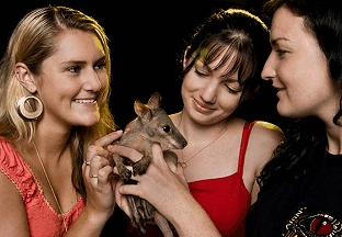 Cairns Night Zoo - Tourism Caloundra 1