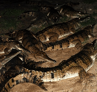 Cairns Night Zoo - Tourism Caloundra 3