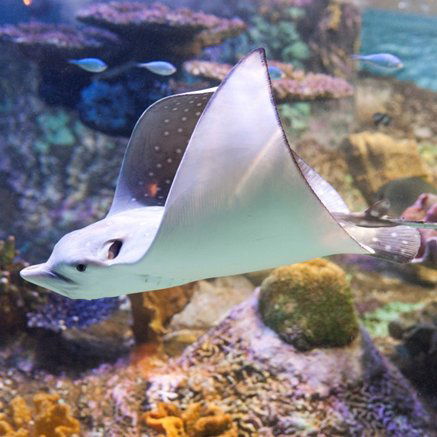 Melbourne Aquarium - Tourism Caloundra 4