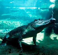 WILD LIFE Sydney Zoo - Tourism Caloundra