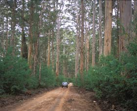 Boranup Drive - Tourism Caloundra 0