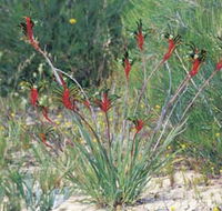 Kalbarri Wildflower Centre - Tourism Caloundra