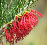 Ethel Daw Scenic Drive - Tourism Caloundra