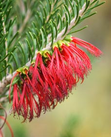 Ethel Daw Scenic Drive - Tourism Caloundra 0