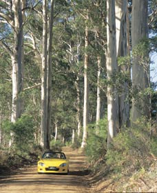 Mount Shadforth Scenic Drive - Tourism Caloundra 0