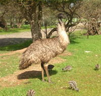 Minlaton Fauna Park - Tourism Caloundra