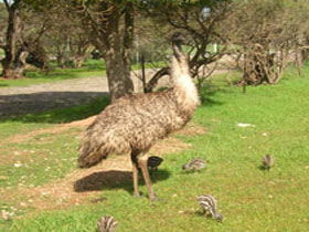 Minlaton Fauna Park - Tourism Caloundra 0