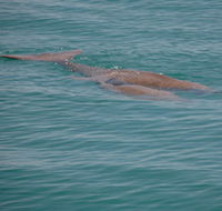 Dugongs - Tourism Caloundra