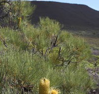 Lesueur Walk Trail Mount Lesueur - Tourism Caloundra