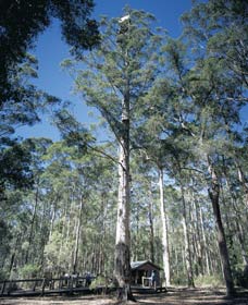 Yanmah WA Tourism Caloundra