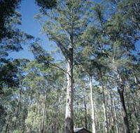 Diamond Tree Lookout Manjimup - Tourism Caloundra