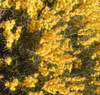 Dalwallinu Remnant Bushland - Tourism Caloundra