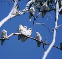Carawine Gorge - Tourism Caloundra