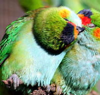 Rainbow Jungle - The Australian Parrot Breeding Centre - Tourism Caloundra