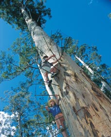 Dave Evans Bicentennial Tree - Tourism Caloundra 0