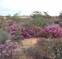 Reynoldson's Flora Reserve - Tourism Caloundra
