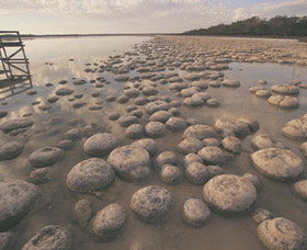 Yalgorup National Park - Tourism Caloundra 0