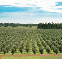 Fini Olives - Tourism Caloundra