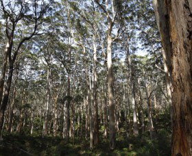 Boranup Karri Forest - Tourism Caloundra 0