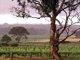 Yangarra Estate Vineyard - Tourism Caloundra 0