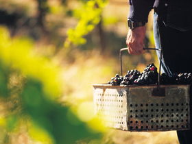 Burge Family Winemakers - Tourism Caloundra 0
