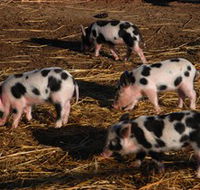 Will's Rare Breeds Farm - Tourism Caloundra