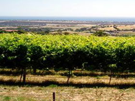 Braydun Hill Vineyard - Tourism Caloundra 0