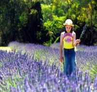Brayfield Park Lavender Farm - Tourism Caloundra