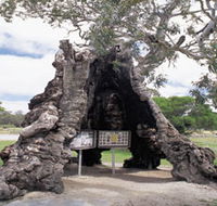 The Herbig Family Tree - Tourism Caloundra