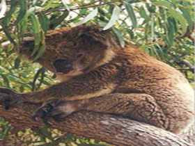 Mikkira Station - Tourism Caloundra 0