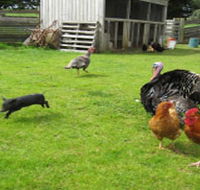 Echo Farm - Tourism Caloundra