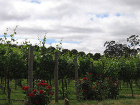 Manyara Vineyard - Tourism Caloundra 0