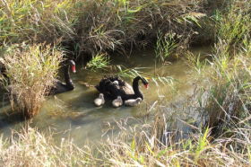Riverside TAS Tourism Caloundra