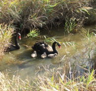 Tamar Island Wetlands Reserve and Interpretation Centre - Tourism Caloundra