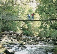 Arve Forest Drive - Tourism Caloundra