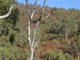 Black Hill Conservation Park - Tourism Caloundra 0