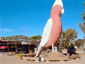 The Big Galah - Tourism Caloundra 0