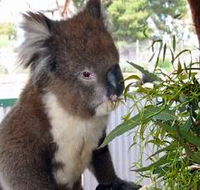Glen-Forest Tourist Park - Tourism Caloundra