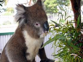 Glen-Forest Tourist Park - Tourism Caloundra 0