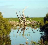 Bool Lagoon Game Reserve and Hacks Lagoon Conservation Park - Tourism Caloundra