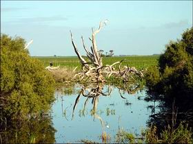Bool Lagoon Game Reserve And Hacks Lagoon Conservation Park - Tourism Caloundra 0
