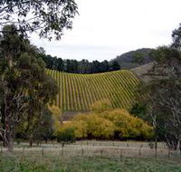 Mt Bera Vineyards - Tourism Caloundra