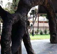 Old Gum Tree - Tourism Caloundra
