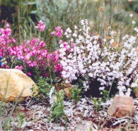 Stokes Bay Bush Garden - Tourism Caloundra