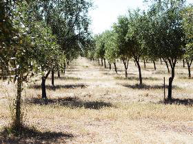 Talinga Grove Olive Oils - Tourism Caloundra 0