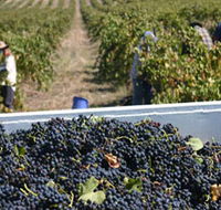 Rolf Binder Wines - Tourism Caloundra