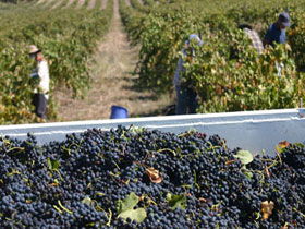 Rolf Binder Wines - Tourism Caloundra 0